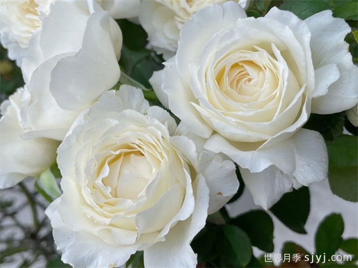 保罗三世月季Pope John Paul Ⅲ(图3)