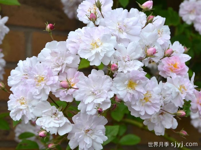 保罗的喜马拉雅麝香月季Pauls Himalayan Musk(图1)