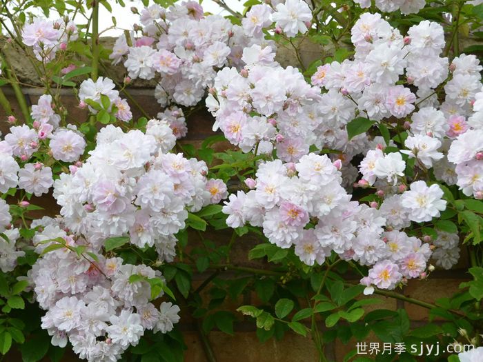 保罗的喜马拉雅麝香月季Pauls Himalayan Musk(图2)