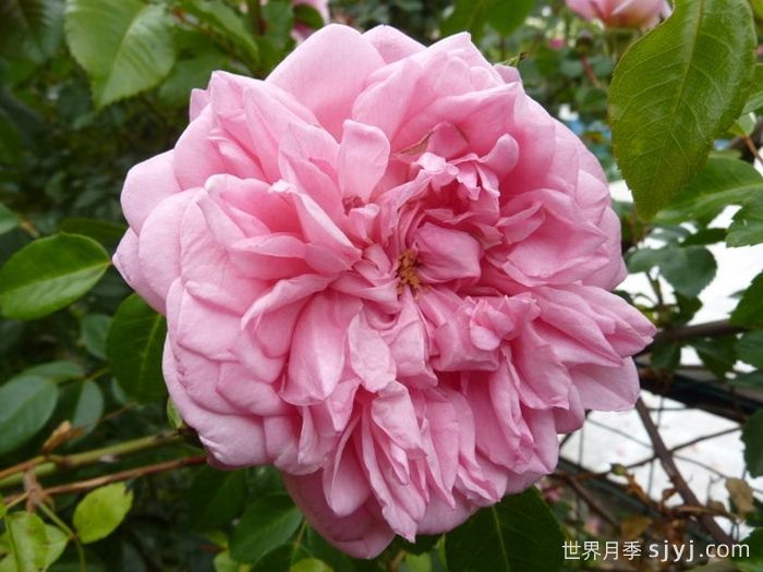 保罗诺埃尔月季/保罗诺尔/保罗圣诞节Paul Noel(图1)