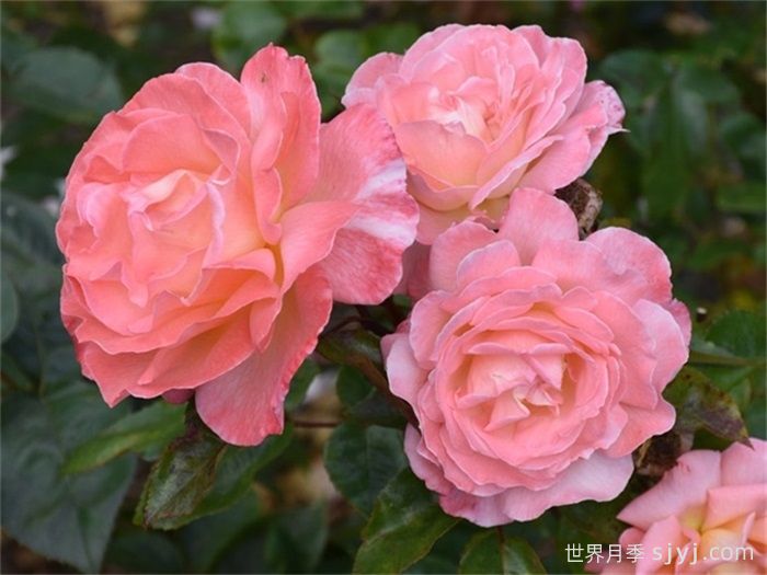 保罗希尔维尔月季/萨克索Paul Shirville(图3)