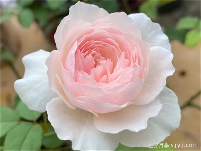 日和月季Hiyori(图3)