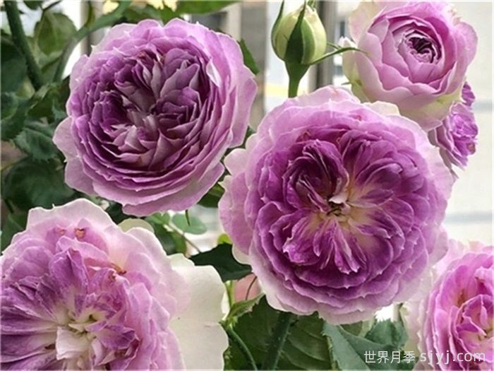 蓝月石月季/蓝色月光石Blue Moon Stone(图1)