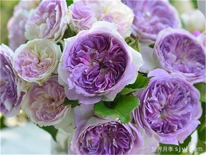 蓝月石月季/蓝色月光石Blue Moon Stone(图3)