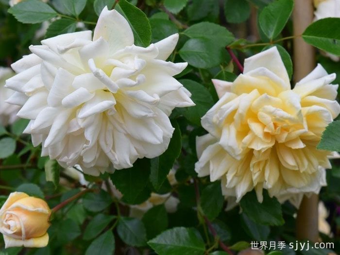 栀子花月季Gardenia(图2)