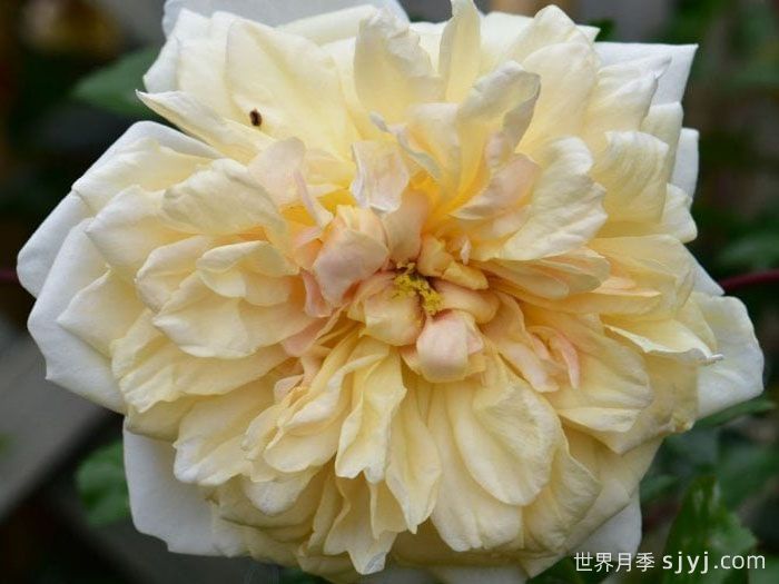 栀子花月季Gardenia(图1)