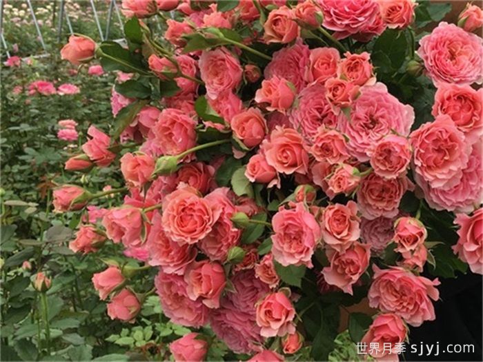 星斗月季/惑星月季LEtoile(图3)