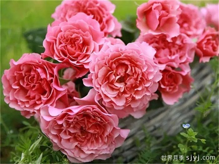 星斗月季/惑星月季LEtoile(图2)