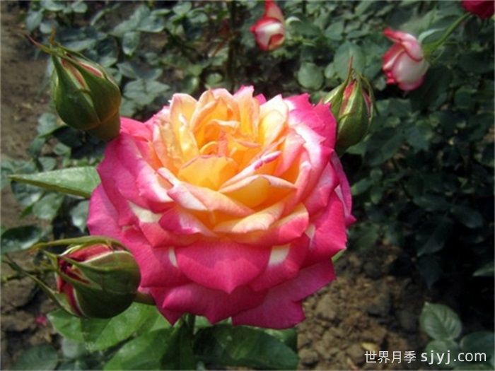 花魂月季/骑士精神月季Chivalry(图3)