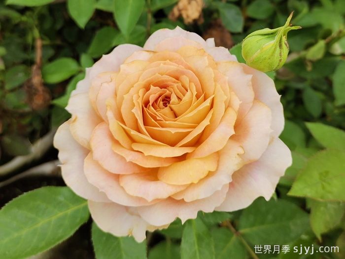 焦糖古董月季/焦糖​安提克Caramel Antike Freelander(图2)