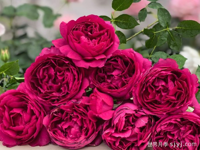 秋日胭脂月季Autumn Rouge(图3)