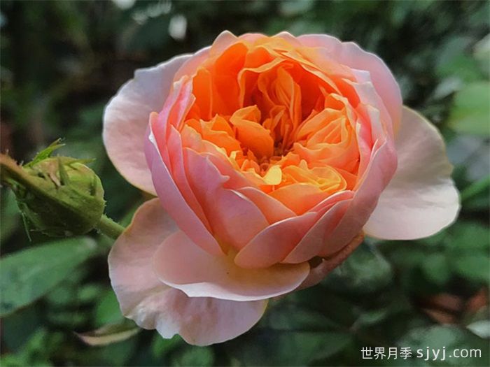 温柔珊瑚心月季/呼呼塞拉/乌乌祖拉Vuvuzela(图2)