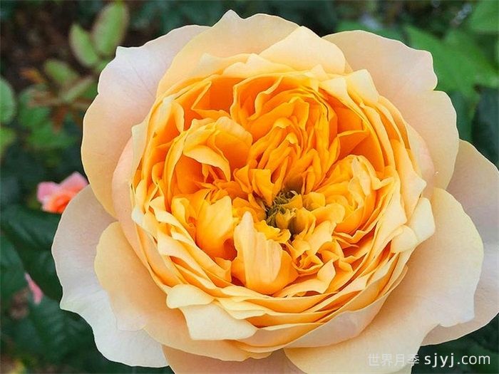 金色珊瑚心月季/黄金呼呼塞拉/金色呜呜祖拉Golden Vuvuzela(图2)