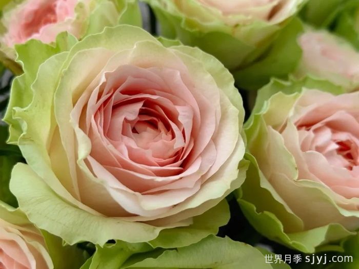 吸引力月季/地心引力月季Gravity(图1)