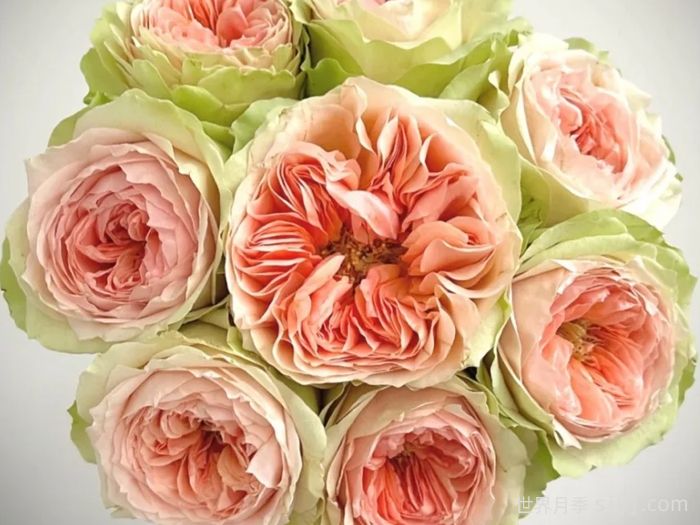 吸引力月季/地心引力月季Gravity(图3)