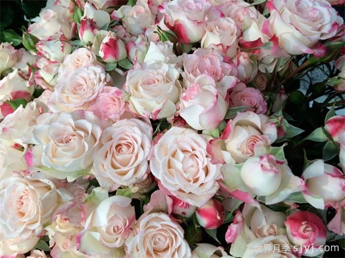 折射泡泡月季Reflex(图2)