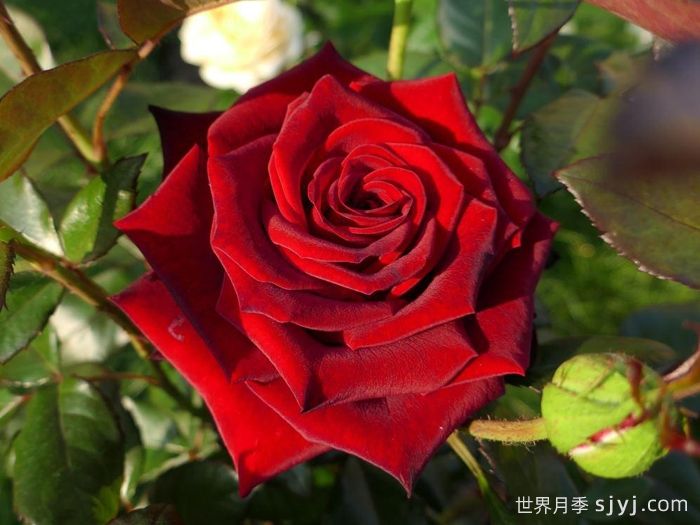 黑魔法月季/丹尼尔莫科姆/黑魔术Black Magic(图1)