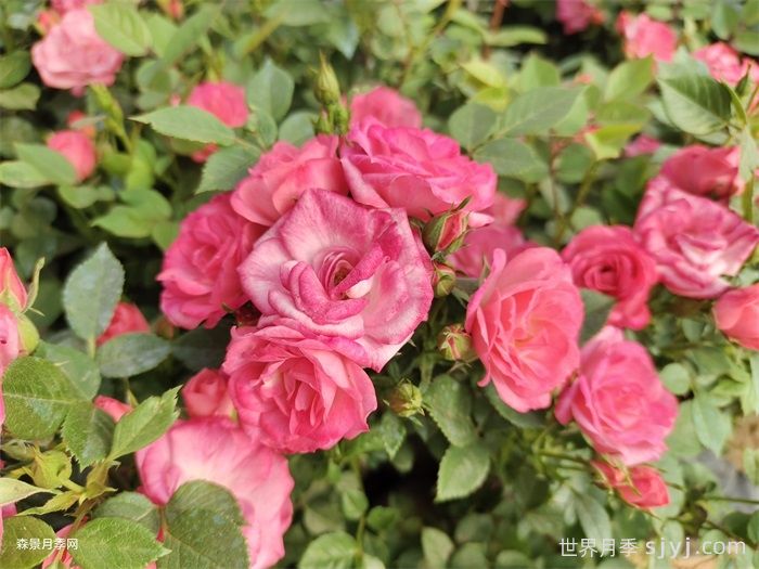 为什么有的花卉先开花后长叶？(图1)