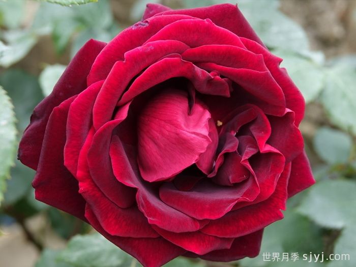 月季名人殿堂：世界上最受欢迎的19款月季品种(图6)