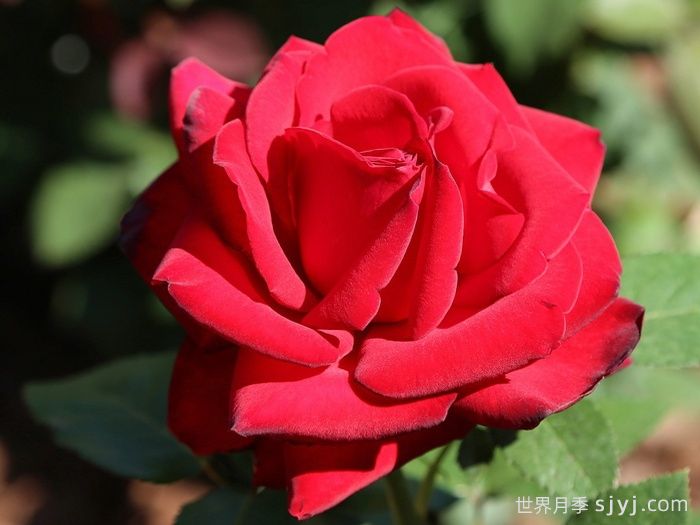 月季名人殿堂：世界上最受欢迎的19款月季品种(图10)