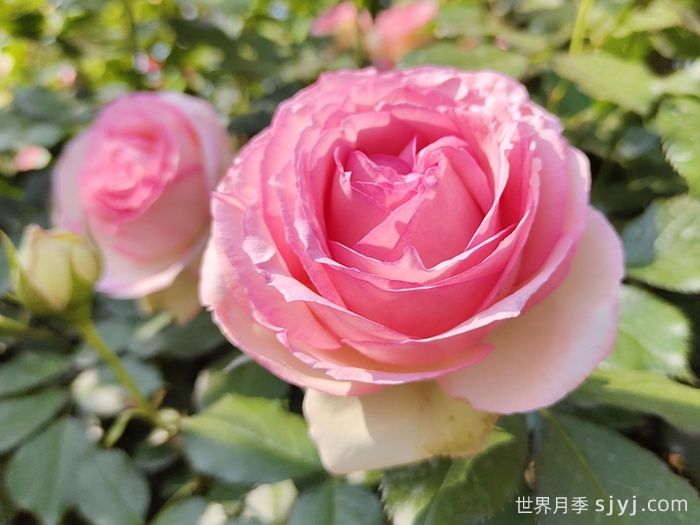 月季名人殿堂：世界上最受欢迎的19款月季品种(图12)