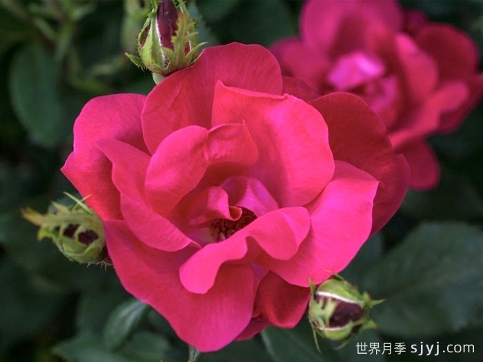 月季名人殿堂：世界上最受欢迎的19款月季品种(图17)