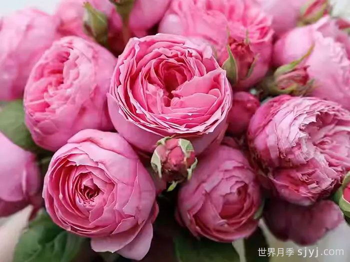 京月季/宫古月季Miyako(图1)