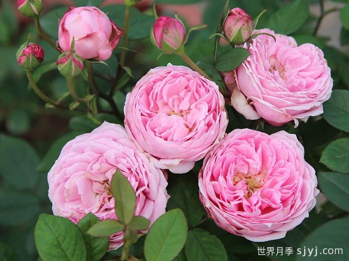 京月季/宫古月季Miyako(图2)