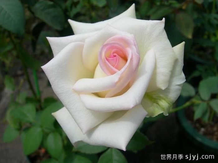 初恋月季Hatsukoi(图1)