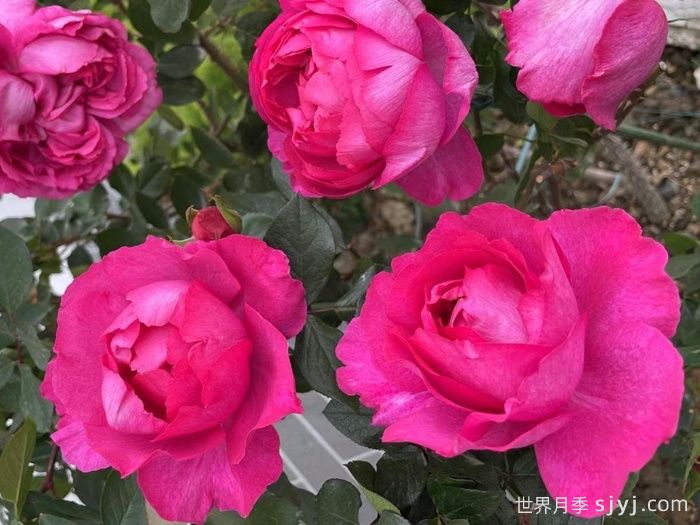 伊芙胭脂香水月季/胭脂香水Rouge de Parfum(图2)