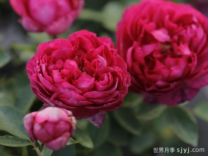 伊芙胭脂香水月季/胭脂香水Rouge de Parfum(图3)