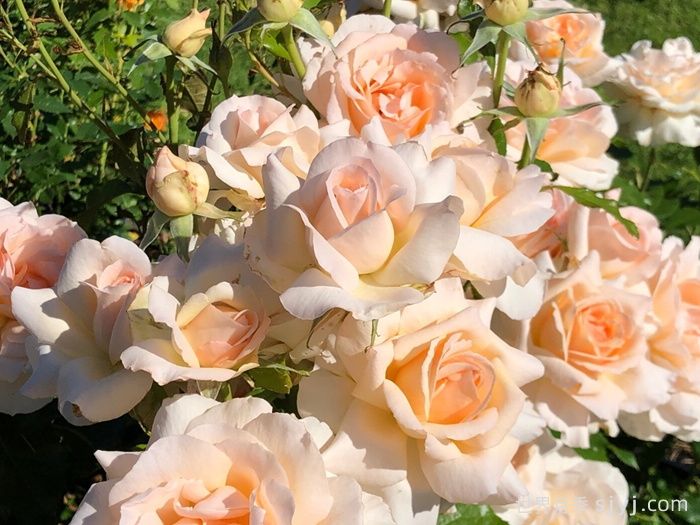 尚多斯美人月季/钱多斯美人/甜蜜的爱Chandos Beauty(图3)