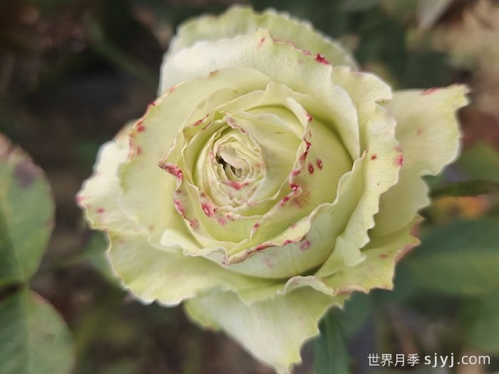 女士时装月季/高级时装Haute Couture(图2)