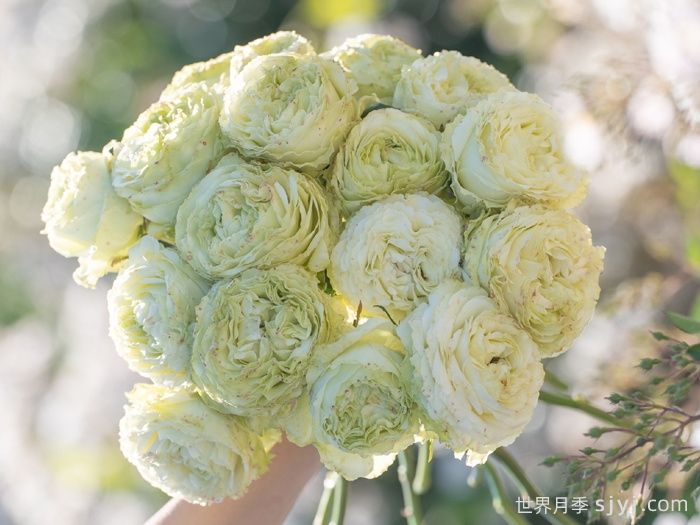 女士时装月季/高级时装Haute Couture(图3)