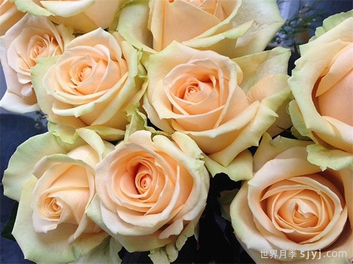 蜜桃雪山月季/香槟玫瑰/桃色雪崩Peach Avalanche(图1)