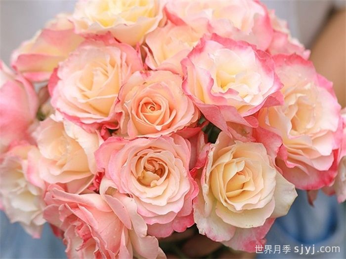 六翼天使炽天使月季/炽天使Seraphim(图3)