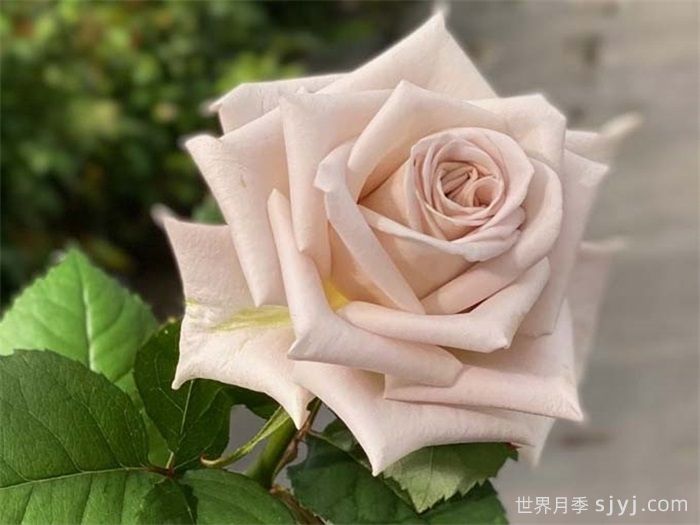 曼塔月季/蔓塔月季Menta(图3)