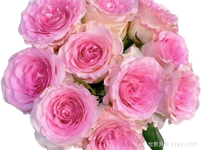 洛神月季/洛河女神Goddess of the Luo River(图3)