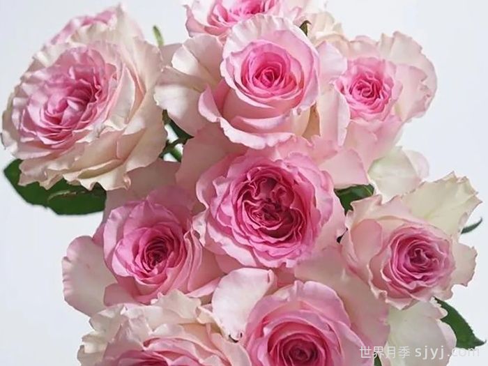 洛神月季/洛河女神Goddess of the Luo River(图2)