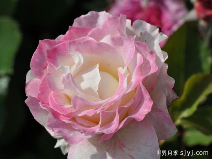 六翼天使炽天使月季/炽天使Seraphim(图1)