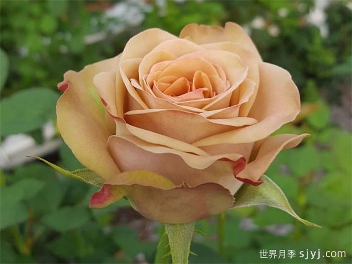 卡布奇诺月季/卡布奇诺玫瑰Cappuccino(图1)