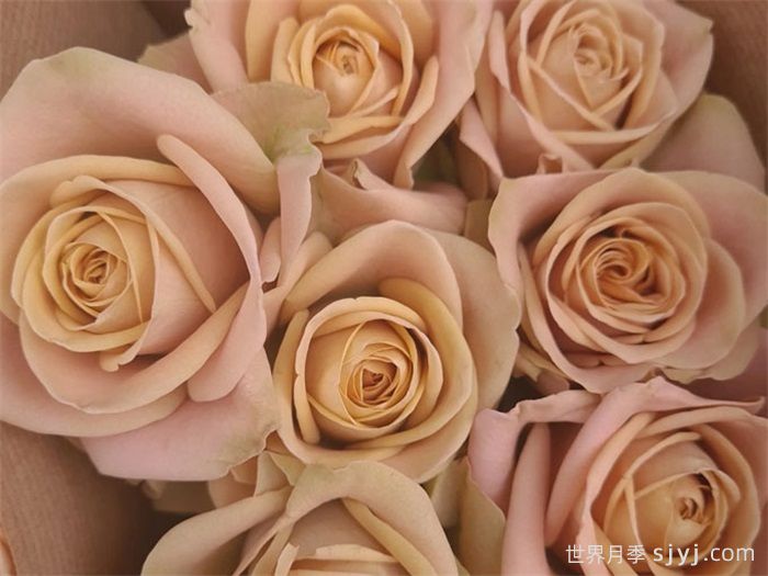 卡布奇诺月季/卡布奇诺玫瑰Cappuccino(图2)