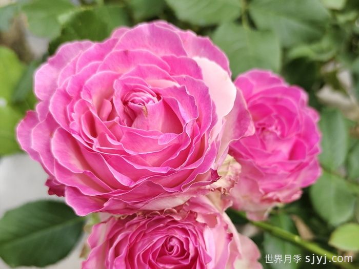 糖果雪山月季Candy Avalanche(图1)