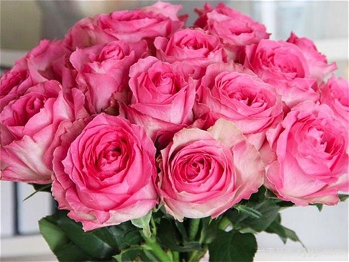 糖果雪山月季Candy Avalanche(图3)