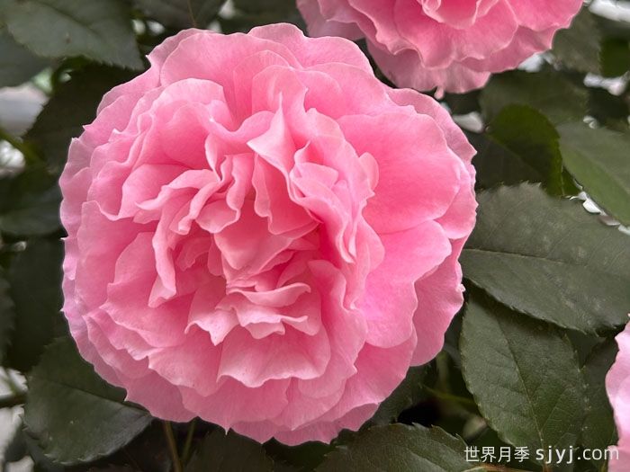 海神王阳台月季/海神王月季Neptune King Terrazza(图3)