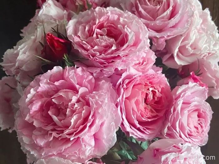 海神王阳台月季/海神王月季Neptune King Terrazza(图4)