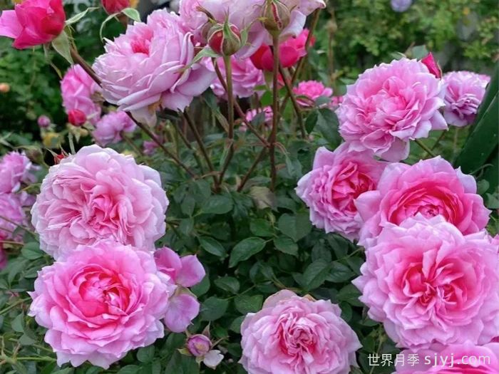 铃之妖精月季/妖精Fee Clochette(图2)