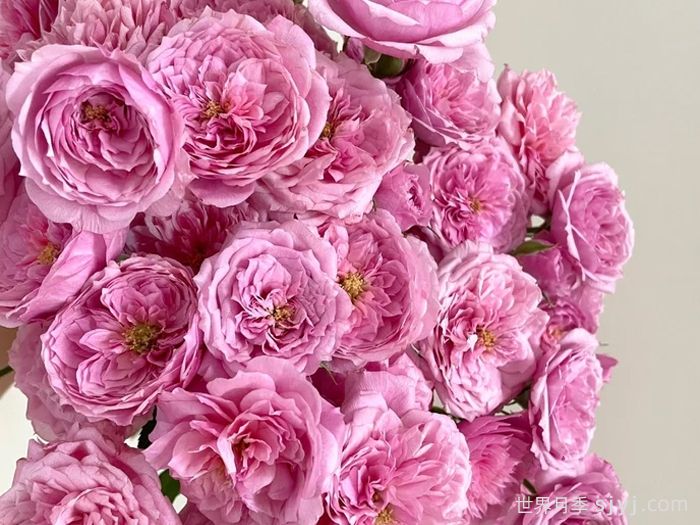 铃之妖精月季/妖精Fee Clochette(图3)