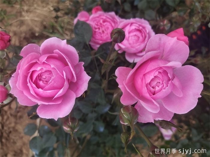 铃之妖精月季/妖精Fee Clochette(图5)