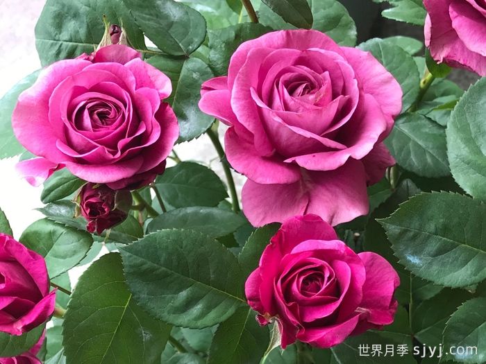 冥王星阳台月季Pluto King Terrazza(图2)